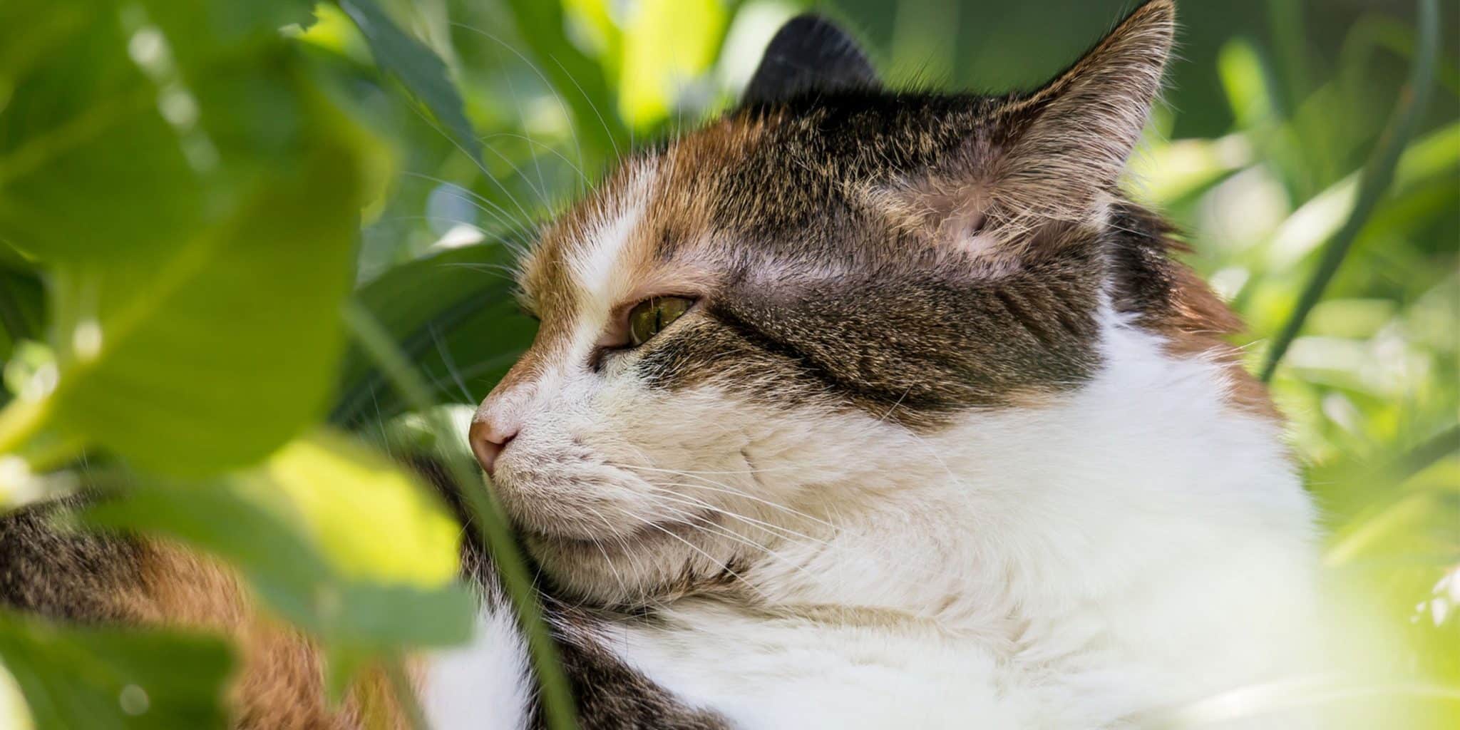 Les chats domestiques Felis Catus : découvrez comment ils reconnaissent leur nom parmi les autres mots
