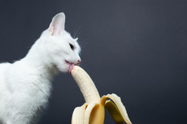 Les chats peuvent-ils manger de la banane ?  - Comment donner de la banane à mon chat