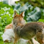 Les coyotes : tout ce qu’il faut savoir sur leur consommation de chats