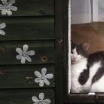 Peut-on Laisser les Chats Vivre à l’Extérieur en Toute Sécurité ?