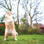 Pourquoi les chats se tiennent-ils debout sur leurs pattes arrière ?
