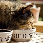 Quels aliments peut manger votre chat ?