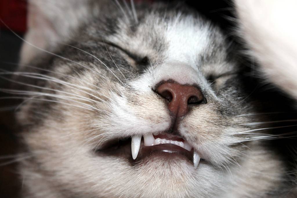 Sourire en santé : découvrez les soins dentaires pour animaux de compagnie