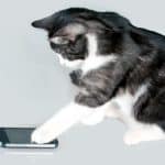 the-best-apps-for-cats.jpg