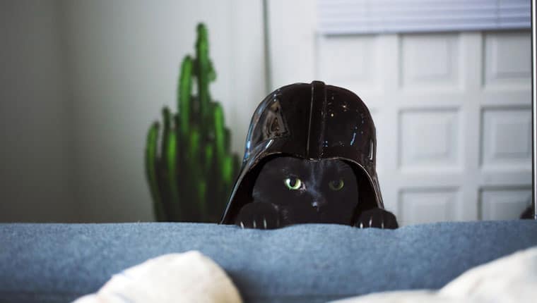 chat avec casque de dark vador