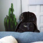 Choisir un nom de chat inspiré de Star Wars pour votre chat qui manie la Force : mes conseils et idées.