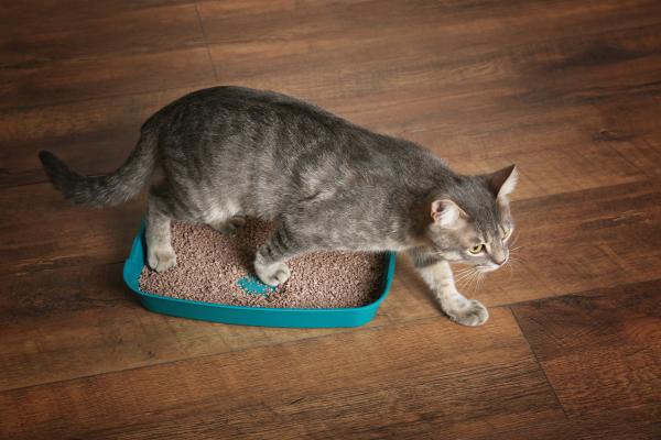 Constipation chez le chat : symptômes et que faire