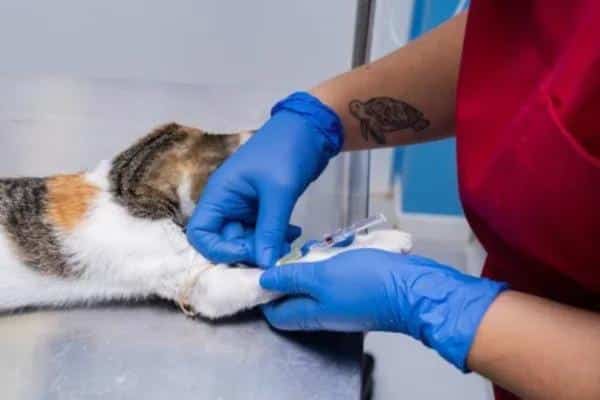 Fibrosarcome félin : symptômes, traitement et espérance de vie - Diagnostic du fibrosarcome chez le chat