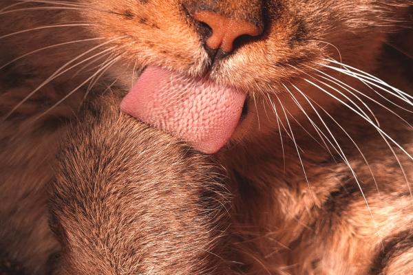 A quoi ressemble la langue d'un chat ?