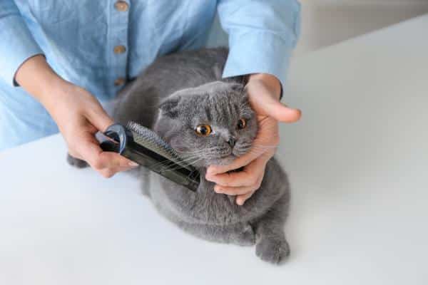 Comment brosser un chat - Comment brosser un chat à poils courts