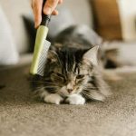 Comment brosser votre chat : nos astuces pratiques