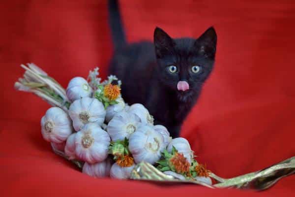 Légumes toxiques pour les chats - Ail