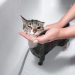 Comment nettoyer un chat pour le maintenir en bonne santé ?.