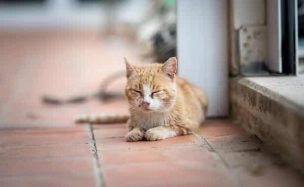 Rhume chez le chat : symptômes et traitement