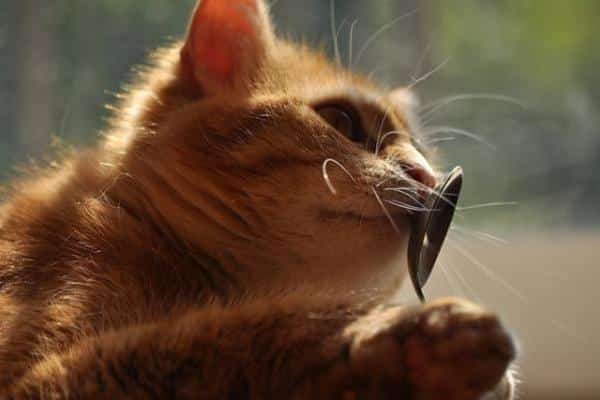Traitements à domicile pour la teigne chez les chats - Probiotiques et prébiotiques