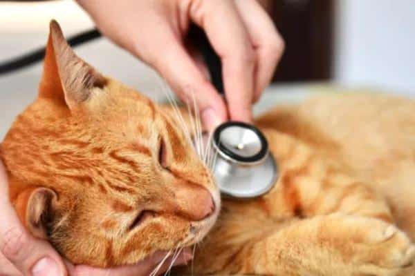 Éternuements chez le chat : causes et traitements - Traitements des éternuements chez le chat