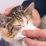 Comment traiter les éternuements du chat ? Causes et traitements