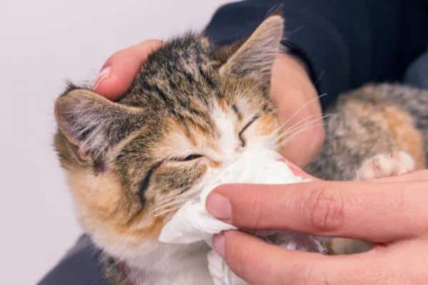 Éternuements chez le chat : causes et traitements