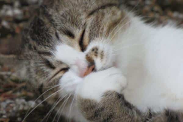 Euthanasie chez les chats - Les chats souffrent-ils de l'euthanasie ?