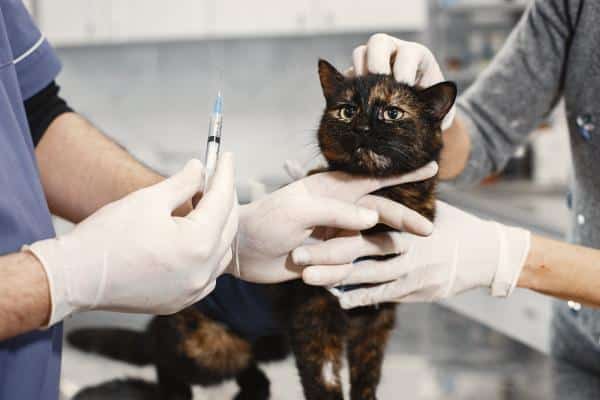 Euthanasie chez les chats - Types d'euthanasie pour les chats
