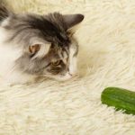 Découvrez pourquoi les chats ont peur des concombres !