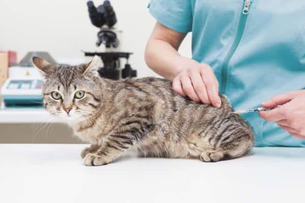 Vaccin antirabique chez le chat : dose, effets et caractère obligatoire