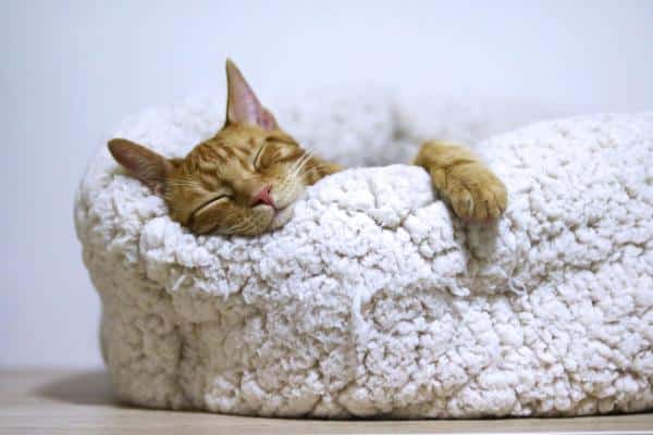 Meilleurs lits pour chats - Lit matelas