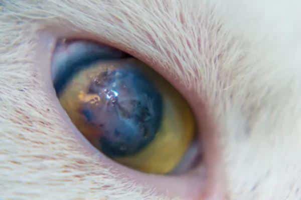 Ulcère de l'œil du chat : traitement et symptômes - Comment savoir si mon chat a un ulcère de l'œil : symptômes