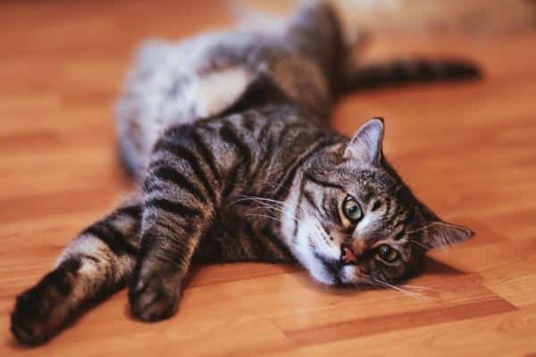 Convulsions chez les chats : causes et traitement - Symptômes des convulsions chez les chats