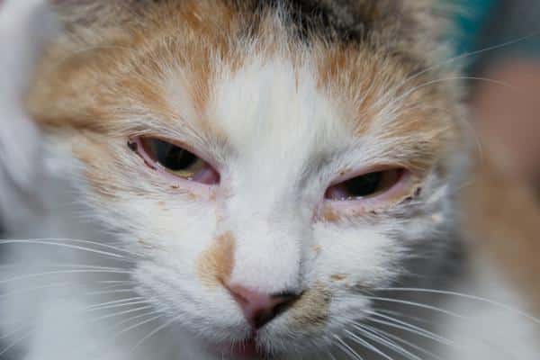 Mon chat éternue et a du mucus : causes et traitements - Rhinotrachéite féline