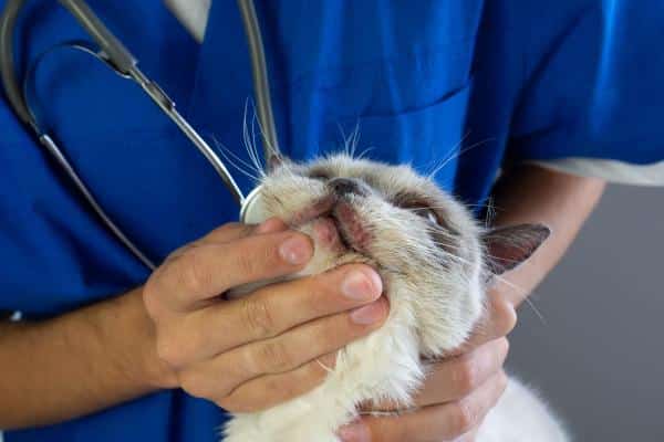 Mucus et sang dans les excréments de chat : causes - Réaction indésirable à la nourriture