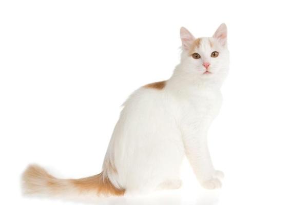 Belles races de chats - Van turc