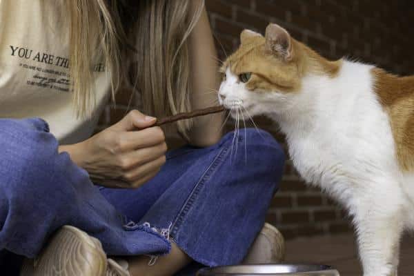 Remèdes maison pour qu'un chat n'urine pas à la maison - Renforcement positif