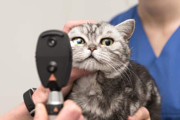 Syndrome de Horner chez le chat : symptômes et traitement - Diagnostic du syndrome de Horner chez le chat