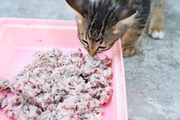 Les chats peuvent-ils manger du riz ?  - Comment préparer du riz pour les chats