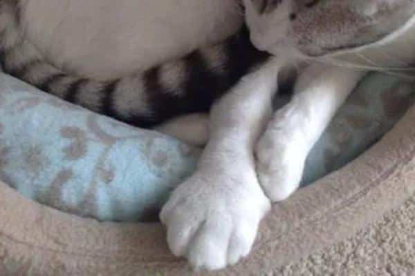 Postures d'un chat malade - Plantigradisme 
