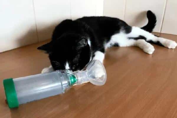 Pourquoi mon chat fait du bruit en respirant : causes et que faire - Asthme félin