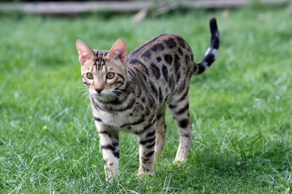Races de chats ressemblant à des léopards - Chat Bengal