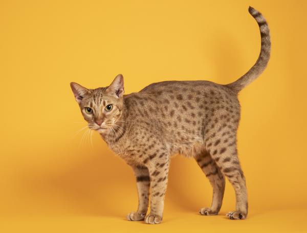 Races de chats qui ressemblent à des léopards - Ocicat