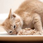 Combien de temps un chat peut-il survivre sans nourriture ?