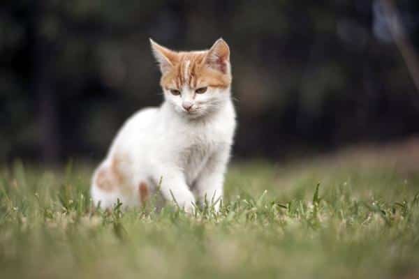 Comment se passe la croissance d'un chat - Du troisième au sixième mois : stade jeune
