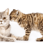 Les chats et leurs odeurs : une exploration de l’odorat félin