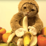 Les chats peuvent-ils bénéficier de la consommation de bananes ?