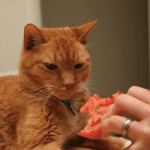 Les chats peuvent-ils bénéficier des avantages nutritifs des tomates ?