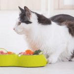 Les chats peuvent-ils bénéficier d’une alimentation à base de carottes ?