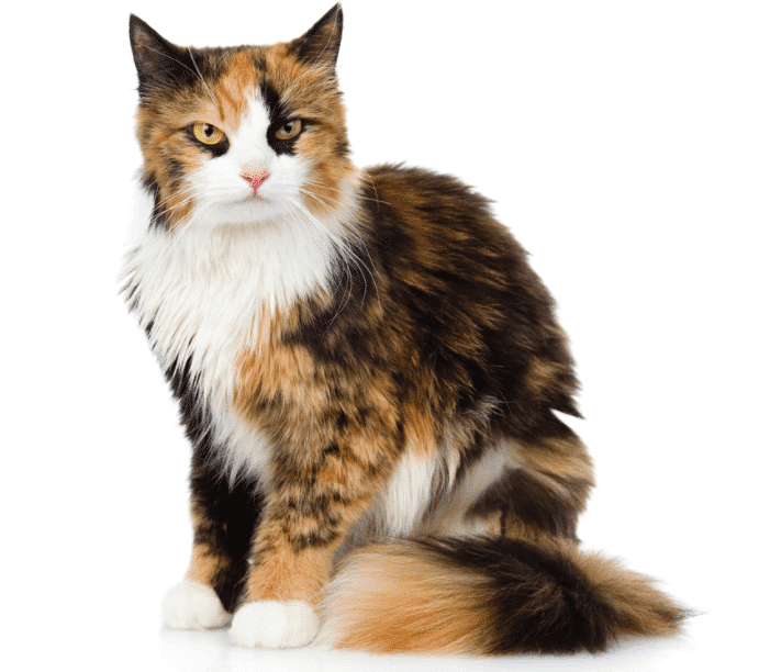 Les noms de chat les plus adorables et uniques : Calicot et bien plus encore!