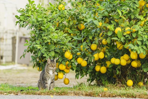 Plantes que les chats détestent - Citrus Plants