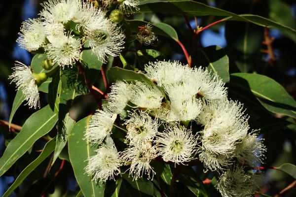 Plantes que les chats détestent - Eucalyptus