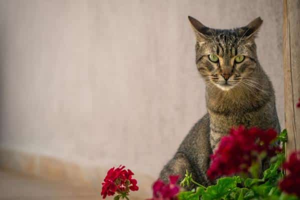 Plantes que les chats détestent - Géranium