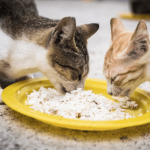Puis-je nourrir mon chat avec du riz ? Les avantages et les risques